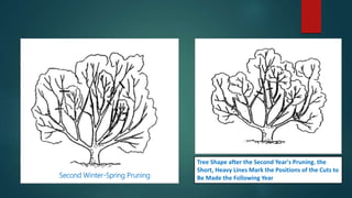 Second Winter-Spring Pruning
Tree Shape after the Second Year's Pruning. the
Short, Heavy Lines Mark the Positions of the Cuts to
Be Made the Following Year
 