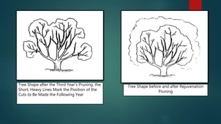 Tree Shape after the Third Year's Pruning. the
Short, Heavy Lines Mark the Position of the
Cuts to Be Made the Following Year
Tree Shape before and after Rejuvenation
Pruning
 