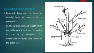 Undesirable Branches and Shoots
 Diseased branches, or branches
heavily infested with pests, should be
removed.
 So should branches and shoots which
are in the wrong position, or growing
in the wrong direction. The
undesirable branches and shoots of
the citrus tree.
 