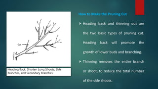How to Make the Pruning Cut
 Heading back and thinning out are
the two basic types of pruning cut.
Heading back will promote the
growth of lower buds and branching.
 Thinning removes the entire branch
or shoot, to reduce the total number
of the side shoots.
Heading Back: Shorten Long Shoots, Side
Branches, and Secondary Branches
 
