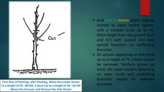  Acid lime & lemon plants may be
trained to open centre system,
with a smooth trunk up to 75-
80cm height from the ground level
and 4-5 well spaced and well
spread branches, as scaffolding
branches.
 All sprouts appearing on the trunk
up to a height of 75-100cm should
be removed. Similarly grown up
trees, the water suckers appearing
on main trunk and scaffolding
branches should be removed
promptly.
First Year of Planting. after Planting, When the Leader Grows
to a Height of 70 - 80 CM, It Back Cut to a Height of 30 - 40 CM
Above the Ground, and Remove the Side Shoots
 