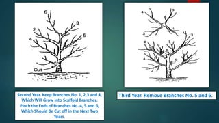 Second Year. Keep Branches No. 1, 2,3 and 4,
Which Will Grow into Scaffold Branches.
Pinch the Ends of Branches No. 4, 5 and 6,
Which Should Be Cut off in the Next Two
Years.
Third Year. Remove Branches No. 5 and 6.
 
