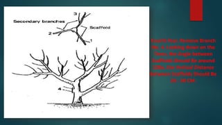 Fourth Year. Remove Branch
No. 4. Looking down on the
Trees, the Angle between
Scaffolds Should Be around
120o. the Vertical Distance
between Scaffolds Should Be
20 - 30 CM.
 