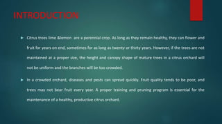 INTRODUCTION
 Citrus trees lime &lemon are a perennial crop. As long as they remain healthy, they can flower and
fruit for years on end, sometimes for as long as twenty or thirty years. However, if the trees are not
maintained at a proper size, the height and canopy shape of mature trees in a citrus orchard will
not be uniform and the branches will be too crowded.
 In a crowded orchard, diseases and pests can spread quickly. Fruit quality tends to be poor, and
trees may not bear fruit every year. A proper training and pruning program is essential for the
maintenance of a healthy, productive citrus orchard.
 