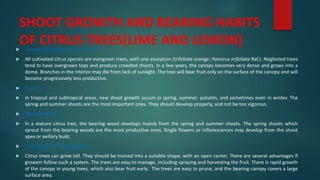 SHOOT GROWTH AND BEARING HABITS
OF CITRUS TREES(LIME AND LEMON)
 General Characteristics of Growth
 All cultivated citrus species are evergreen trees, with one exception (trifoliate orange: Poncirus trifoliata Raf.). Neglected trees
tend to have overgrown tops and produce crowded shoots. In a few years, the canopy becomes very dense and grows into a
dome. Branches in the interior may die from lack of sunlight. The tree will bear fruit only on the surface of the canopy and will
become progressively less productive.
 Flushes
 In tropical and subtropical areas, new shoot growth occurs in spring, summer, autumn, and sometimes even in winter. The
spring and summer shoots are the most important ones. They should develop properly, and not be too vigorous.
 Bearing Habits
 In a mature citrus tree, the bearing wood develops mainly from the spring and summer shoots. The spring shoots which
sprout from the bearing woods are the most productive ones. Single flowers or inflorescences may develop from the shoot
apex or axillary buds.
 Tree Form and Training System
 Citrus trees can grow tall. They should be trained into a suitable shape, with an open center. There are several advantages if
growers follow such a system. The trees are easy to manage, including spraying and harvesting the fruit. There is rapid growth
of the canopy in young trees, which also bear fruit early. The trees are easy to prune, and the bearing canopy covers a large
surface area.
 