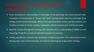 CITRUS CANOPY MANAGEMENT
STRGIEATES:
 These are based on understanding of knowledge of tree phenology and natural growth habit,
recognition of fruiting habits of “strong” and “weak” bearing branch units tree physiology, floral
biology, environmental physiology, effects of canopy illumination, branch sap flow patterns, and
of effects on these of climate, weather, topography, altitude and local pest and disease cycles.
 Secondly, Canopy Management Strategy were derived with an understanding of effects on tree
physiology of specific pruning and regrowth management practices.
 Thirdly, cost-effective methods were developed of optimizing growth, form and function of non-
bearing trees, trees in full production, and old trees declining due to age and/or shading.
 