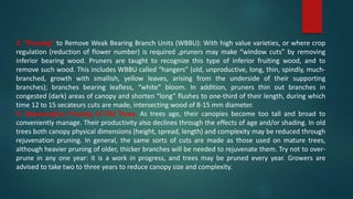 3. “Pruning” to Remove Weak Bearing Branch Units (WBBU): With high value varieties, or where crop
regulation (reduction of flower number) is required ,pruners may make “window cuts” by removing
inferior bearing wood. Pruners are taught to recognize this type of inferior fruiting wood, and to
remove such wood. This includes WBBU called “hangers” (old, unproductive, long, thin, spindly, much-
branched, growth with smallish, yellow leaves, arising from the underside of their supporting
branches); branches bearing leafless, “white” bloom. In addition, pruners thin out branches in
congested (dark) areas of canopy and shorten “long” flushes to one-third of their length, during which
time 12 to 15 secateurs cuts are made, intersecting wood of 8-15 mm diameter.
4. Rejuvenation Pruning of Old Trees: As trees age, their canopies become too tall and broad to
conveniently manage. Their productivity also declines through the effects of age and/or shading. In old
trees both canopy physical dimensions (height, spread, length) and complexity may be reduced through
rejuvenation pruning. In general, the same sorts of cuts are made as those used on mature trees,
although heavier pruning of older, thicker branches will be needed to rejuvenate them. Try not to over-
prune in any one year: it is a work in progress, and trees may be pruned every year. Growers are
advised to take two to three years to reduce canopy size and complexity.
 