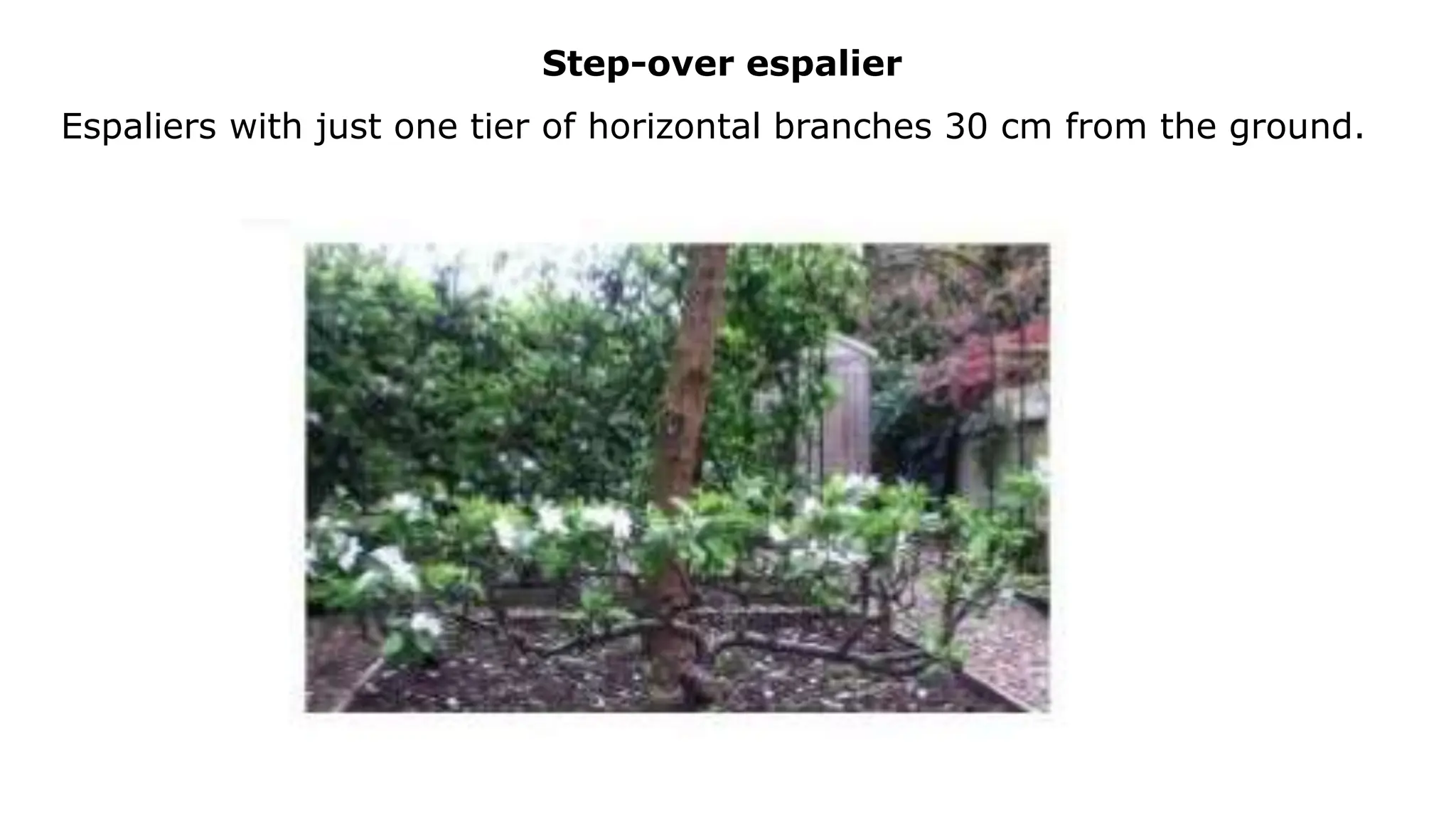 Step-over espalier
Espaliers with just one tier of horizontal branches 30 cm from the ground.
 