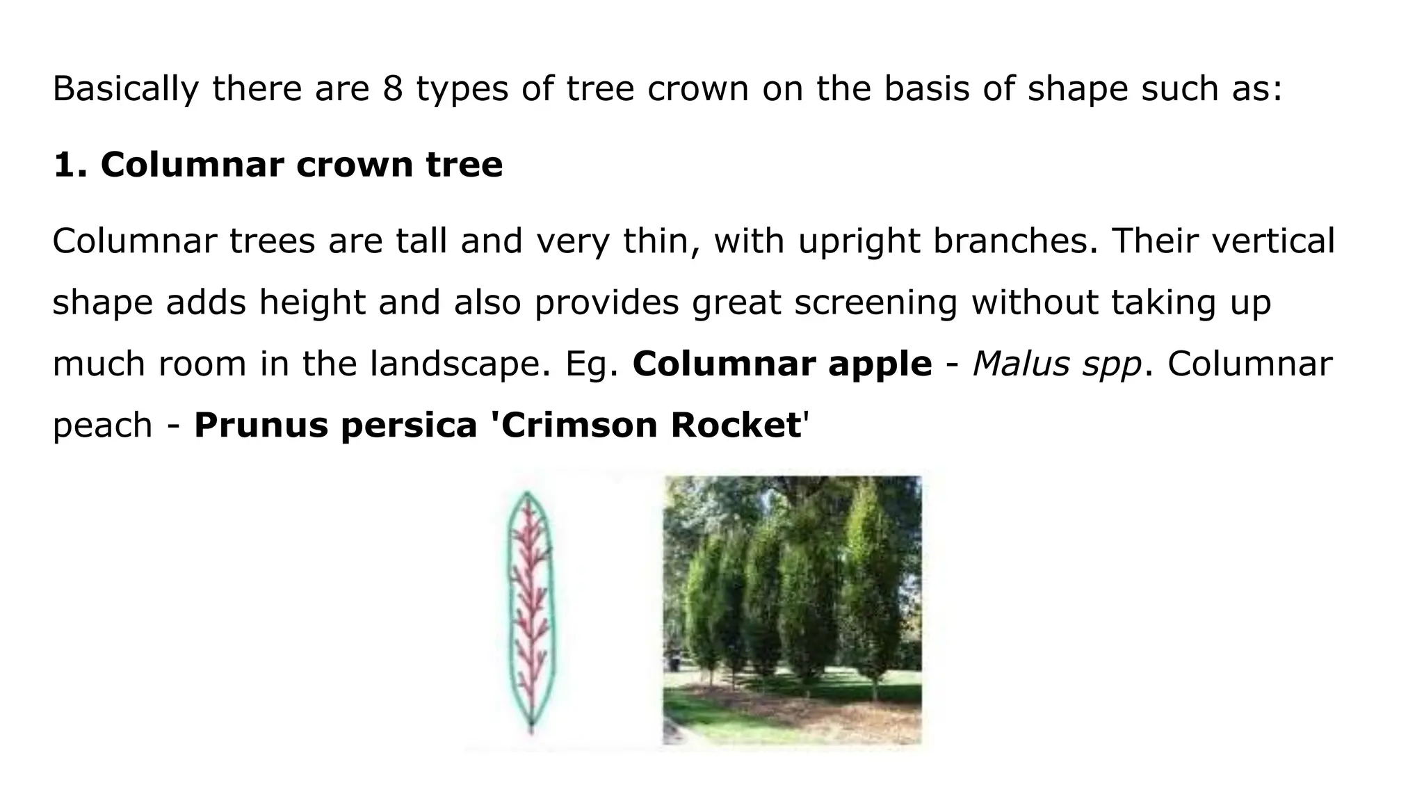 Basically there are 8 types of tree crown on the basis of shape such as:
1. Columnar crown tree
Columnar trees are tall and very thin, with upright branches. Their vertical
shape adds height and also provides great screening without taking up
much room in the landscape. Eg. Columnar apple - Malus spp. Columnar
peach - Prunus persica 'Crimson Rocket'
 