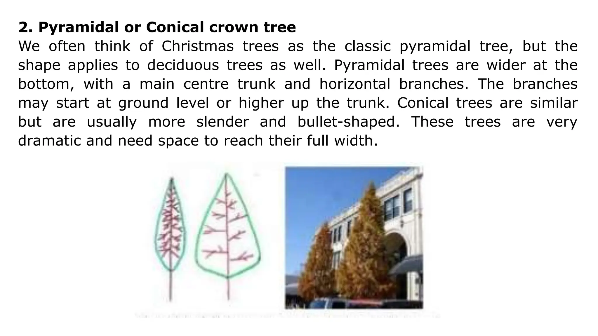 2. Pyramidal or Conical crown tree
We often think of Christmas trees as the classic pyramidal tree, but the
shape applies to deciduous trees as well. Pyramidal trees are wider at the
bottom, with a main centre trunk and horizontal branches. The branches
may start at ground level or higher up the trunk. Conical trees are similar
but are usually more slender and bullet-shaped. These trees are very
dramatic and need space to reach their full width.
 