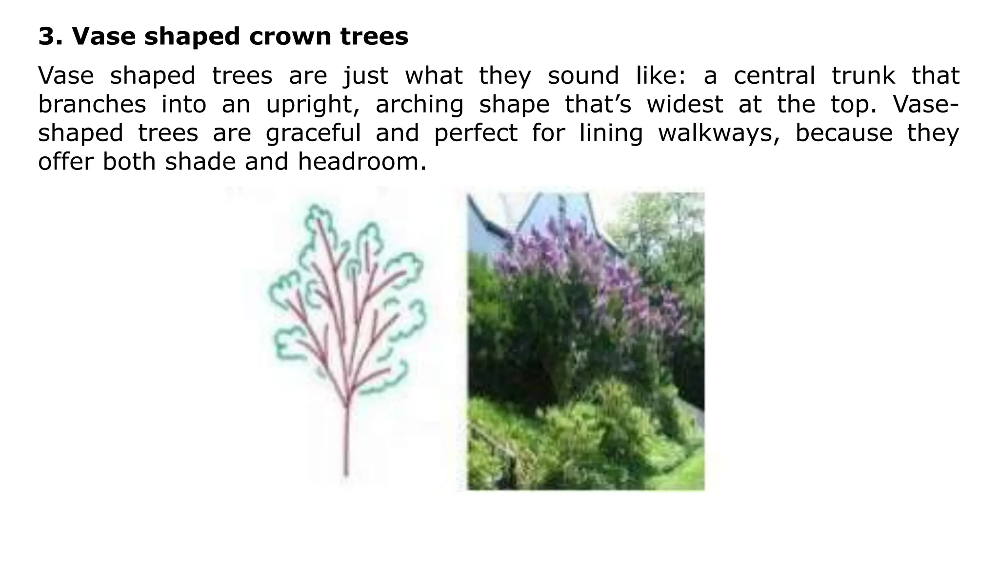3. Vase shaped crown trees
Vase shaped trees are just what they sound like: a central trunk that
branches into an upright, arching shape that’s widest at the top. Vase-
shaped trees are graceful and perfect for lining walkways, because they
offer both shade and headroom.
 