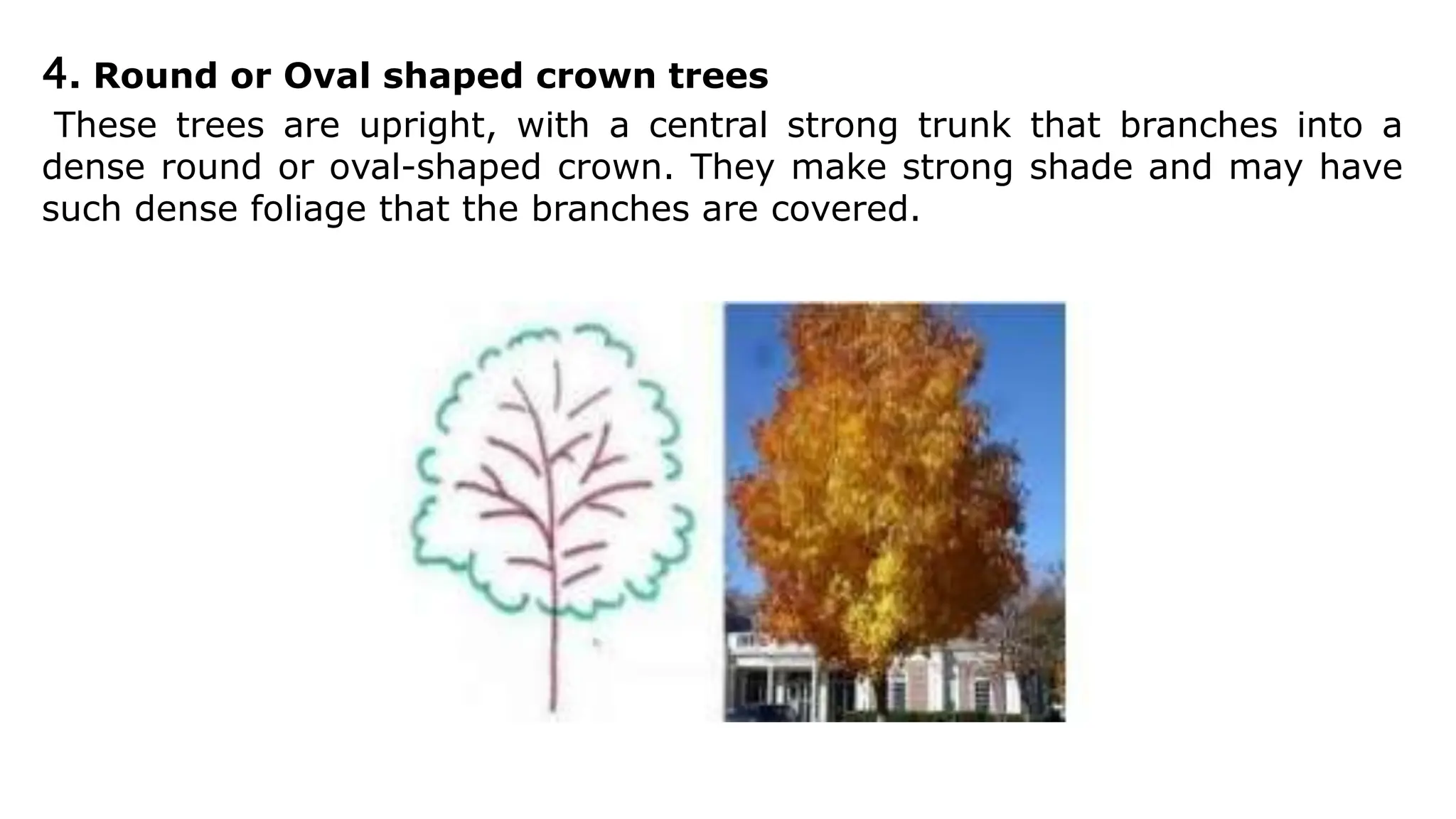4. Round or Oval shaped crown trees
These trees are upright, with a central strong trunk that branches into a
dense round or oval-shaped crown. They make strong shade and may have
such dense foliage that the branches are covered.
 