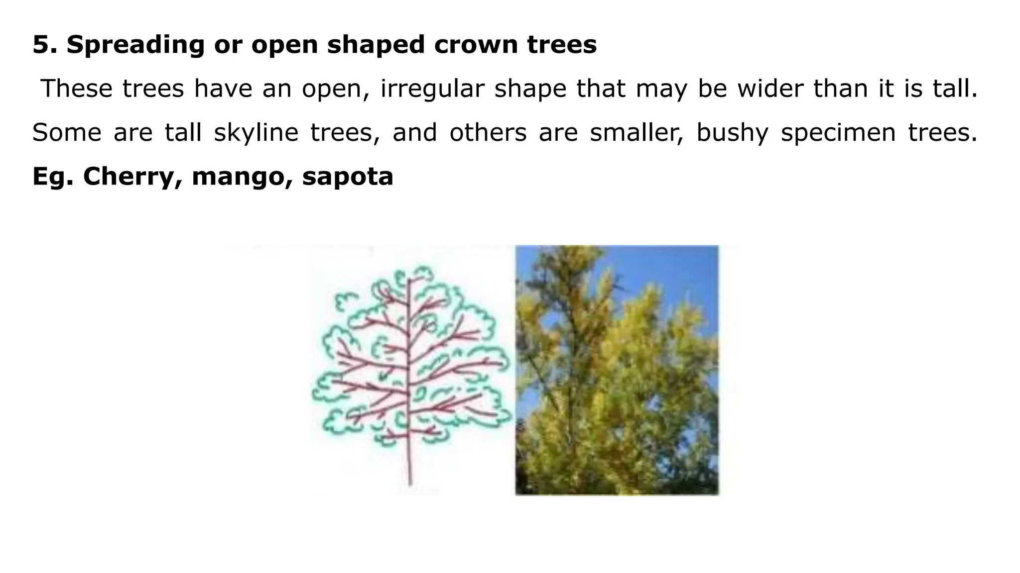 5. Spreading or open shaped crown trees
These trees have an open, irregular shape that may be wider than it is tall.
Some are tall skyline trees, and others are smaller, bushy specimen trees.
Eg. Cherry, mango, sapota
 