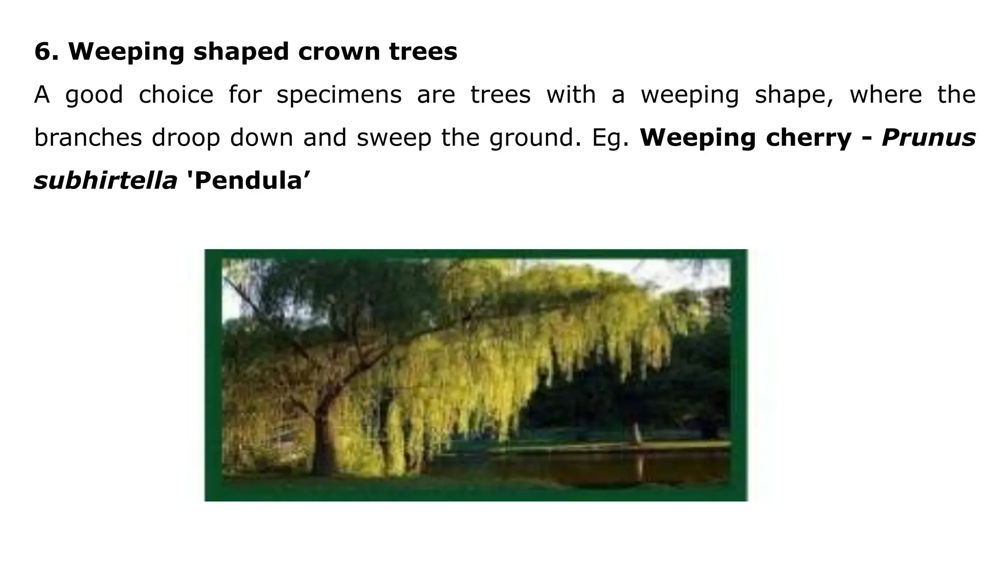 6. Weeping shaped crown trees
A good choice for specimens are trees with a weeping shape, where the
branches droop down and sweep the ground. Eg. Weeping cherry - Prunus
subhirtella 'Pendula’
 