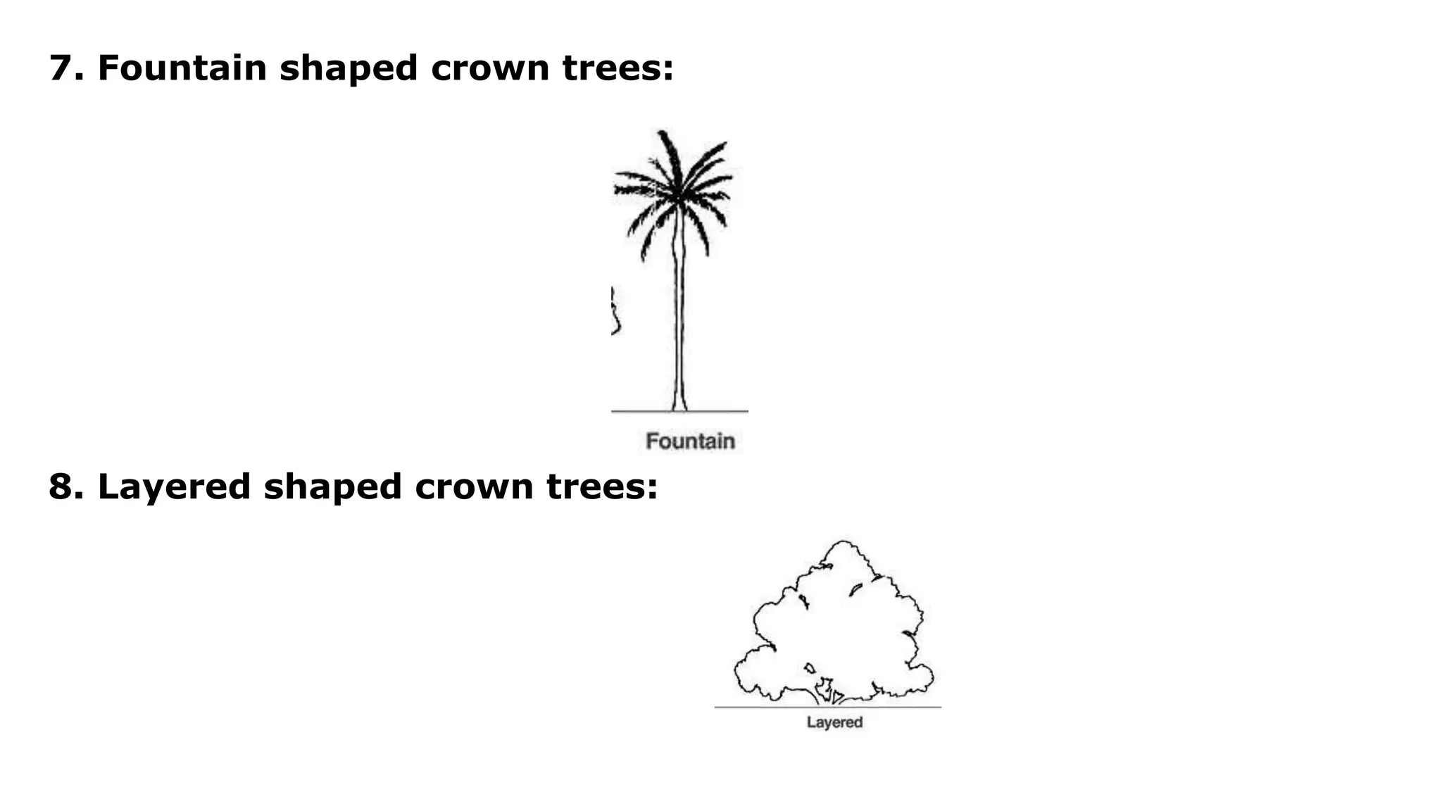 7. Fountain shaped crown trees:
8. Layered shaped crown trees:
 