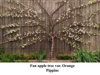 Fan apple tree var. Orange
Pippins
 