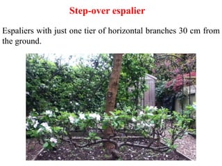Step-over espalier
Espaliers with just one tier of horizontal branches 30 cm from
the ground.
 