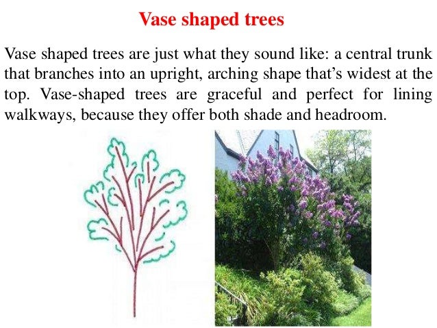 Canopy Types