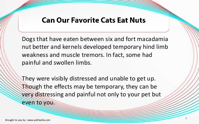 Can Our Favorite Cats Eat Nuts
