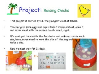 This project is carried by E1, the youngest class at school.  Teacher give some eggs and pupils look it inside and out, open it and experiment with the senses: touch, smell, sight. We must put they inside the Incubator and make a cross in each one, because we need to know the side of  the egg and to turn it twice a day. Now we must wait for 21 days.  It will be fun and exciting !!                Raising Chicks  Project: 