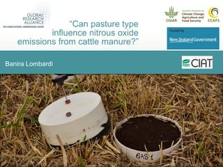 Banira Lombardi
“Can pasture type
influence nitrous oxide
emissions from cattle manure?”
 