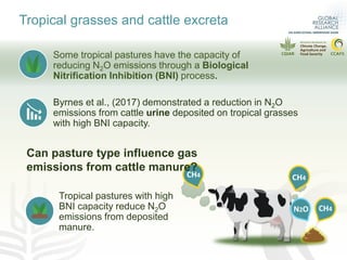 Can pasture type influence nitrous oxide emissions from cattle manure?