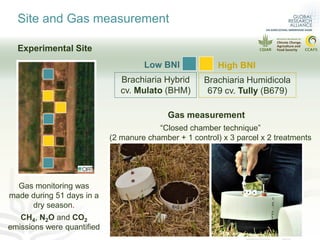 Can pasture type influence nitrous oxide emissions from cattle manure?
