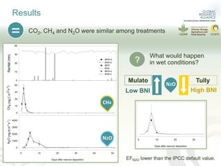 Can pasture type influence nitrous oxide emissions from cattle manure?