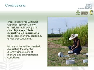 Can pasture type influence nitrous oxide emissions from cattle manure?