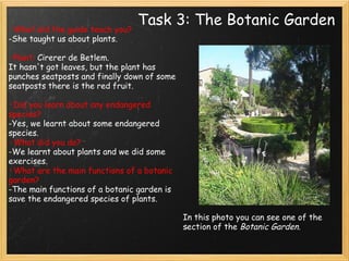 Task 3: The Botanic Garden · What did the guide teach you? -She taught us about plants.     · Plant:  Cirerer de Betlem. It hasn't got leaves, but the plant has punches seatposts and finally down of some seatposts there is the red fruit.   · Did you learn about any endangered species? -Yes, we learnt about some endangered species. · What did you do? -We learnt about plants and we did some exercises. · What are the main functions of a botanic garden?  -The main functions of a botanic garden is save the endangered species of plants.             In this photo you can see one of the section of the  Botanic Garden . 