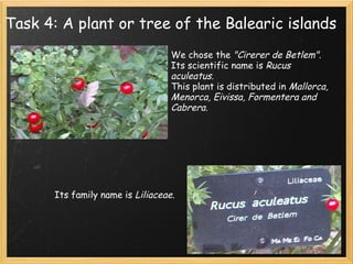 Task 4: A plant or tree of the Balearic islands We chose the  "Cirerer de Betlem" . Its scientific name is  Rucus aculeatus. This plant is distributed in  Mallorca, Menorca, Eivissa, Formentera and Cabrera. Its family name is  Liliaceae . 