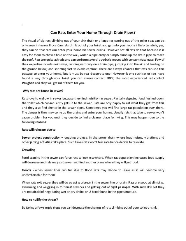 Can rats enter your home through drain pipes