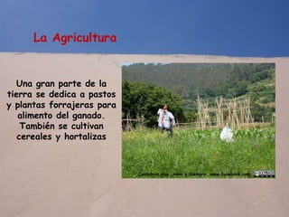 La Agricultura
Una gran parte de la
tierra se dedica a pastos
y plantas forrajeras para
alimento del ganado.
También se cultivan
cereales y hortalizas
Cantabria Hoy. Ayer y Siempre. www.facebook.com