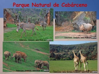 Parque Natural de Cabárceno
Cabarceno. Canduela. www.flickr.es
Cabarceno. Asier Sarasua Aranberri www.flickr.es
Cabarceno. Canduela. www.flickr.es
Cabarceno. Canduela. www.flickr.es
