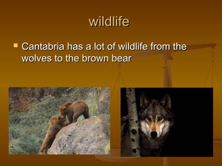 wildlifewildlife
 Cantabria has a lot of wildlife from theCantabria has a lot of wildlife from the
wolves to the brown bearwolves to the brown bear
 