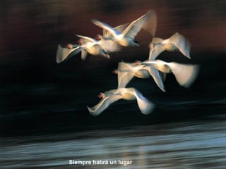 Siempre habrá un lugar
 