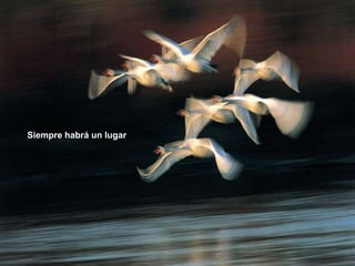 Siempre habrá un lugar 