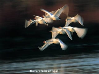 Siempre habrá un lugar 
