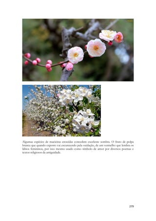 279 
Algumas espécies de macieiras crescidas concedem excelente sombra. O fruto de polpa branca que quando exposto vai escurecendo pela oxidação, de um vermelho que lembra os lábios femininos, por isso mesmo usado como símbolo de amor por diversos poemas e textos religiosos da antiguidade. 
 
