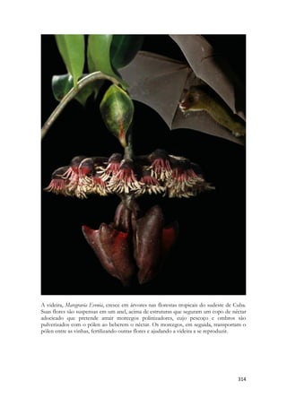 314 
A videira, Marcgravia Evenia, cresce em árvores nas florestas tropicais do sudeste de Cuba. Suas flores são suspensas em um anel, acima de estruturas que seguram um copo de néctar adocicado que pretende atrair morcegos polinizadores, cujo pescoço e ombros são pulverizados com o pólen ao beberem o néctar. Os morcegos, em seguida, transportam o pólen entre as vinhas, fertilizando outras flores e ajudando a videira a se reproduzir. 
 