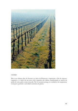 41 
CHORO 
Dá-se nos últimos dias do Inverno ou início da Primavera e representa o fim do repouso vegetativo e o início de um novo ciclo vegetativo da videira, manifestando-se através da perda de seiva pelos cortes da poda. Tal só acontece porque as condições de temperatura começam a permitir a actividade enzimática da planta. 
 