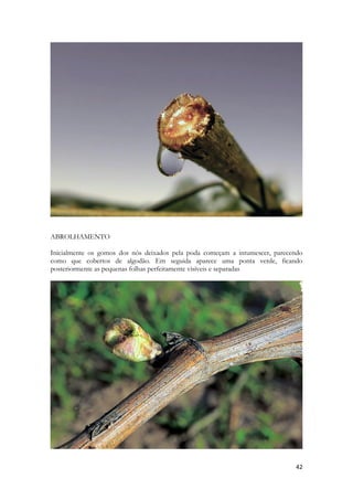 42 
ABROLHAMENTO 
Inicialmente os gomos dos nós deixados pela poda começam a intumescer, parecendo como que cobertos de algodão. Em seguida aparece uma ponta verde, ficando posteriormente as pequenas folhas perfeitamente visíveis e separadas 
 