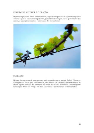 43 
PERIODO DE ANTERIOR À FLORAÇÃO 
Depois das pequenas folhas estarem visíveis, segue-se um período de expansão vegetativa durante o qual os factos mais importantes, por ordem cronológica, são: o aparecimento dos cachos, a separação dos cachos e a separação dos botões florais. 
FLORAÇÃO 
Decorre durante cerca de uma semana e meia, normalmente na metade final da Primavera. É um período crucial para a definição de uma colheita. Se a floração decorrer debaixo de chuva, o pólen é lavado dos estames e das flores, não se dá a polinização e a consequente fecundação. A flor não “vinga” em fruto (desavinho) e a colheita será bastante afectada 
 