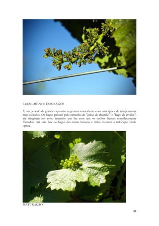 44 
CRESCIMENTO DOS BAGOS 
É um período de grande expansão vegetativa coincidente com uma época de temperaturas mais elevadas. Os bagos passam pelo tamanho de "grãos de chumbo" e "bago de ervilha", até atingirem um certo tamanho que faz com que os cachos fiquem completamente fechados. Até esta fase os bagos das castas brancas e tintas mantêm a coloração verde opaca. 
MATURAÇÃO  