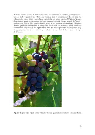 45 
Podemos definir o início da maturação com o aparecimento do "pintor", que representa a fase do ciclo vegetativo da videira que coincide com o aparecimento da cor tinta nas películas dos bagos tintos e da película translúcida nas castas brancas. O "pintor" poderá durar de uma a duas semanas, mas um bago muda de cor em 24 horas. A partir do "pintor" inicia-se uma fase de 35 a 55 dias durante a qual a uva acumula açúcares livres (glucose e frutose), potássio, aminoácidos e compostos fenólicos e vai perdendo ácido tartárico e ácido málico (dois ácidos que representam 90% dos ácidos presentes nos bagos de uva). Este período termina com a vindima, que poderá ocorrer no final do Verão ou no princípio do Outono. 
A partir daqui o ciclo repete-se e o viticultor passa a aguardar ansiosamente a nova colheita! 
 