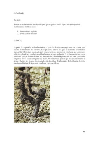 46 
A Adubação 
Ao solo 
Fazem-se normalmente no Inverno para que a água da chuva faça a incorporação dos nutrientes no perfil do solo: 
1. Com matéria orgânica 
2. Com adubos minerais 
A PODA 
A poda é a operação realizada durante o período de repouso vegetativo da videira, que ocorre normalmente no Inverno. É o processo através do qual se contraria a tendência natural da videira para crescer, trepar, ocupar território e competir pela luz e que tem como objetivo obrigá-la a produzir equilibradamente e com qualidade. A poda consiste no corte das varas que se desenvolveram no ano anterior, deixando gomos na sua base que darão origem a novas varas carregadas de frutos. O número de gomos que se deixam durante a poda é função do sistema de condução, da densidade de plantação, da fertilidade do solo, da disponibilidade de água e do estado de vigor da videira. 
 