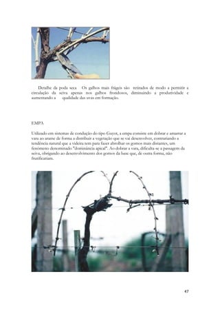 47 
Detalhe da poda seca Os galhos mais frágeis são retirados de modo a permitir a circulação da seiva apenas nos galhos frondosos, diminuindo a produtividade e aumentando a qualidade das uvas em formação. 
EMPA 
Utilizado em sistemas de condução do tipo Guyot, a empa consiste em dobrar e amarrar a vara ao arame de forma a distribuir a vegetação que se vai desenvolver, contrariando a tendência natural que a videira tem para fazer abrolhar os gomos mais distantes, um fenómeno denominado "dominância apical". Ao dobrar a vara, dificulta-se a passagem da seiva, obrigando ao desenvolvimento dos gomos da base que, de outra forma, não frutificariam. 
 