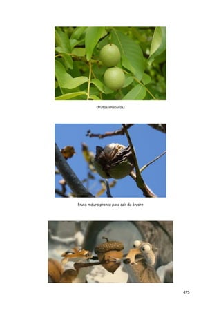 475 
(frutos imaturos) 
Fruto mduro pronto para cair da árvore 
 