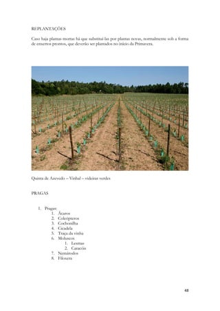 48 
REPLANTAÇÕES 
Caso haja plantas mortas há que substituí-las por plantas novas, normalmente sob a forma de enxertos prontos, que deverão ser plantados no início da Primavera. 
Quinta de Azevedo – Vinhal – videiras verdes 
PRAGAS 
1. Pragas: 
1. Ácaros 
2. Coleópteros 
3. Cochonilha 
4. Cicadela 
5. Traça da vinha 
6. Moluscos 
1. Lesmas 
2. Caracóis 
7. Nemátodos 
8. Filoxera 
 
