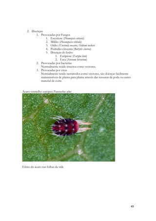 49 
2. Doenças: 
1. Provocadas por Fungos 
1. Escoriose (Phomopsis vitícola) 
2. Míldio (Plasmopara vitícola) 
3. Oídio (Uncinula necator, Oidium tuckeri 
4. Podridão cinzenta (Botrytis cinérea) 
5. Doenças do lenho 
1. Eutipiose (Eutypa lata) 
2. Esca (Stereum hirsutum) 
2. Provocadas por bactérias Normalmente tendo insectos como vectores. 
3. Provocadas por vírus Normalmente tendo nemátodos como vectores, são doenças facilmente transmissíveis de planta para planta através das tesouras de poda ou outro material de corte. 
Ácaro vermelho europeu Panonychus ulmi 
Efeito do ácaro nas folhas da vide 
 
